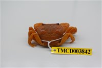 藏品(拉氏清溪蟹)的圖片